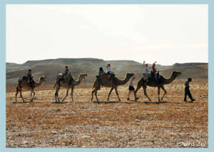 טיול גמלים במדבר